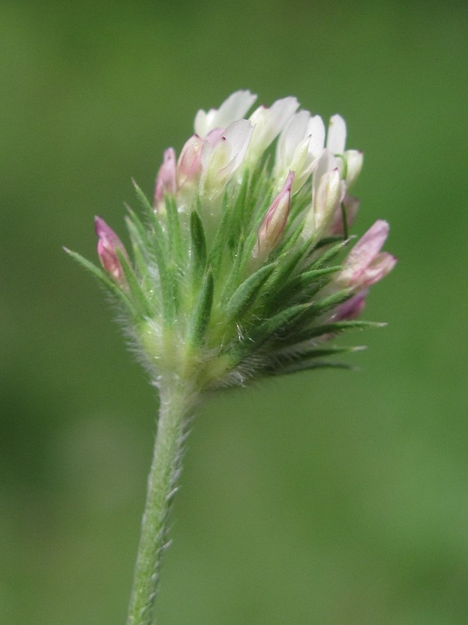 Изображение особи Trifolium leucanthum.