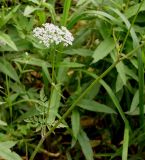 Aegopodium alpestre