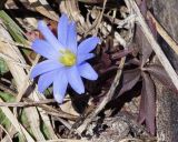 Anemone caucasica. Цветок и листья. Краснодарский край, плато Лагонаки. 28.04.2013.