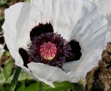 Papaver orientale