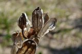 Cardiocrinum cordatum