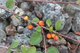 Cotoneaster cinnabarinus. Часть веточки с плодами. Кольский п-ов, Кандалакшский берег Белого моря, каменистая коса. 03.08.2014.