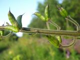 Aconitum septentrionale. Часть соплодия. Томская обл., окр. г. Томск, лесной луг. 27.07.2009.