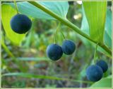 Polygonatum odoratum