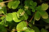 Potentilla centigrana