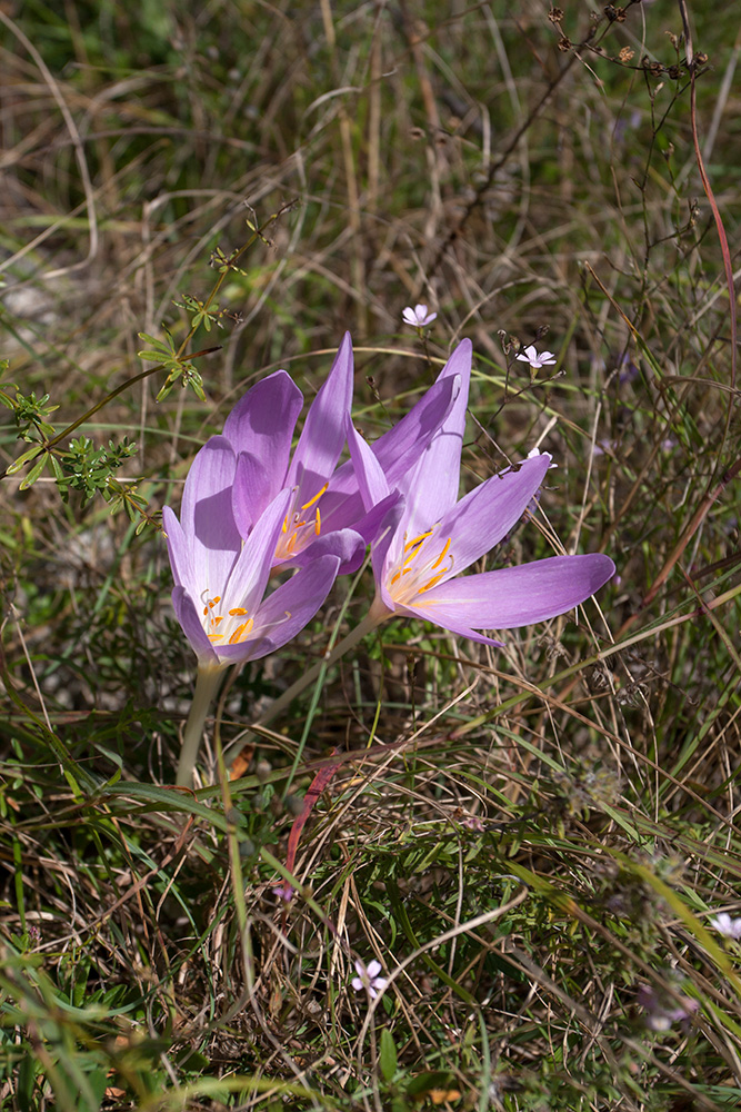 Изображение особи Colchicum autumnale.