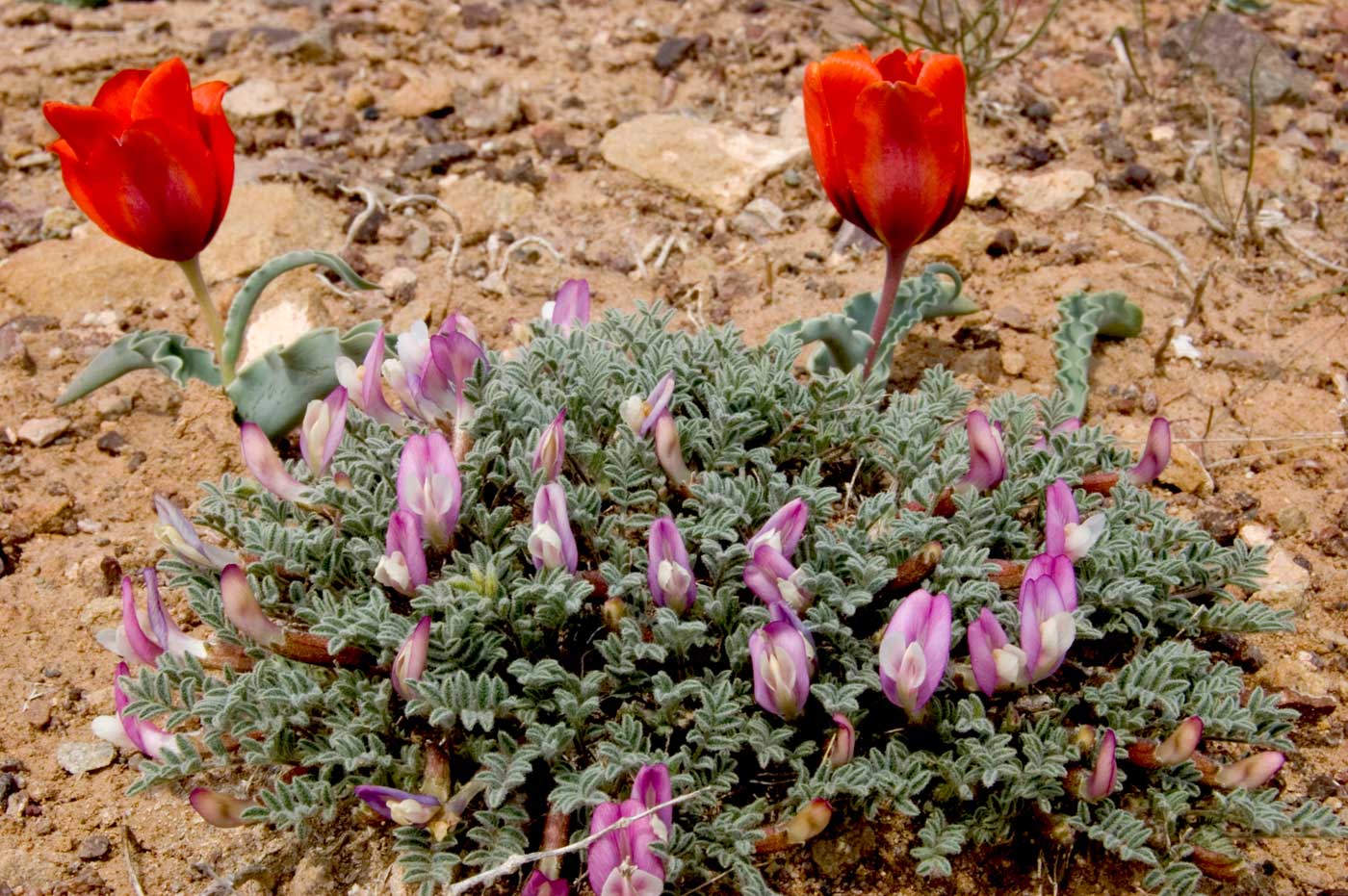 Изображение особи Astragalus pallasii.