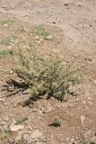 Xanthium spinosum. Плодоносящее растение. Южный Казахстан, горы Алатау (Даубаба), степное подножье. 11.08.2014.