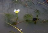 Ranunculus rionii