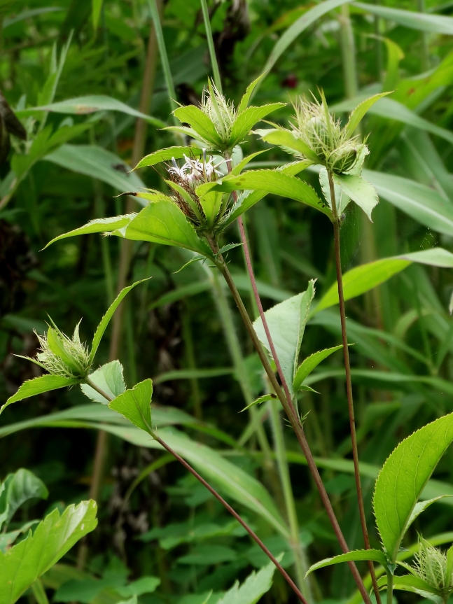 Изображение особи Atractylodes ovata.