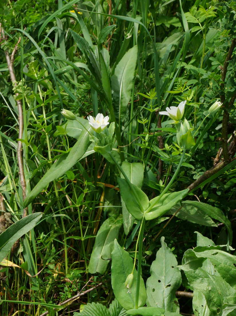 Изображение особи Cerastium davuricum.