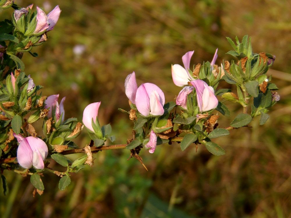 Изображение особи Ononis arvensis ssp. spinescens.