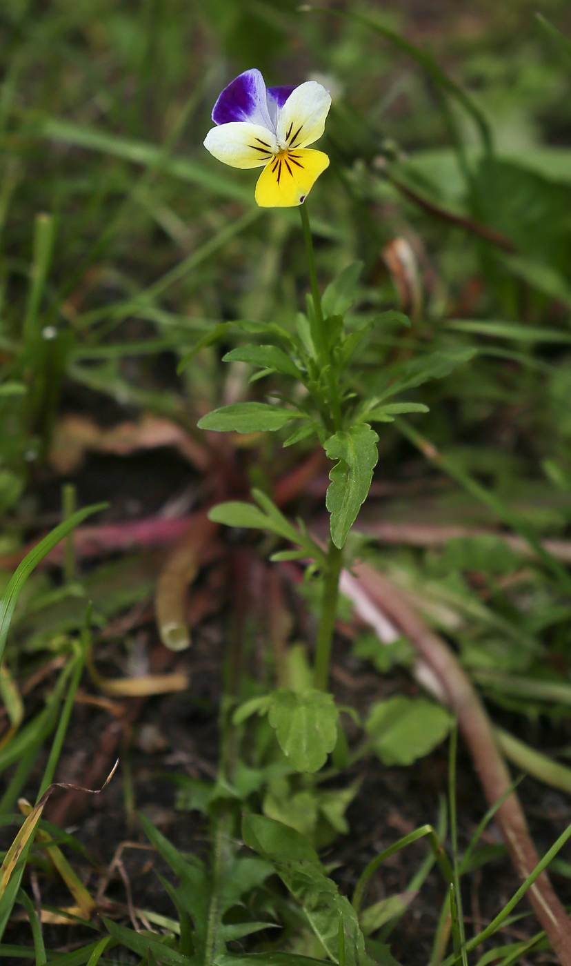 Изображение особи Viola tricolor.