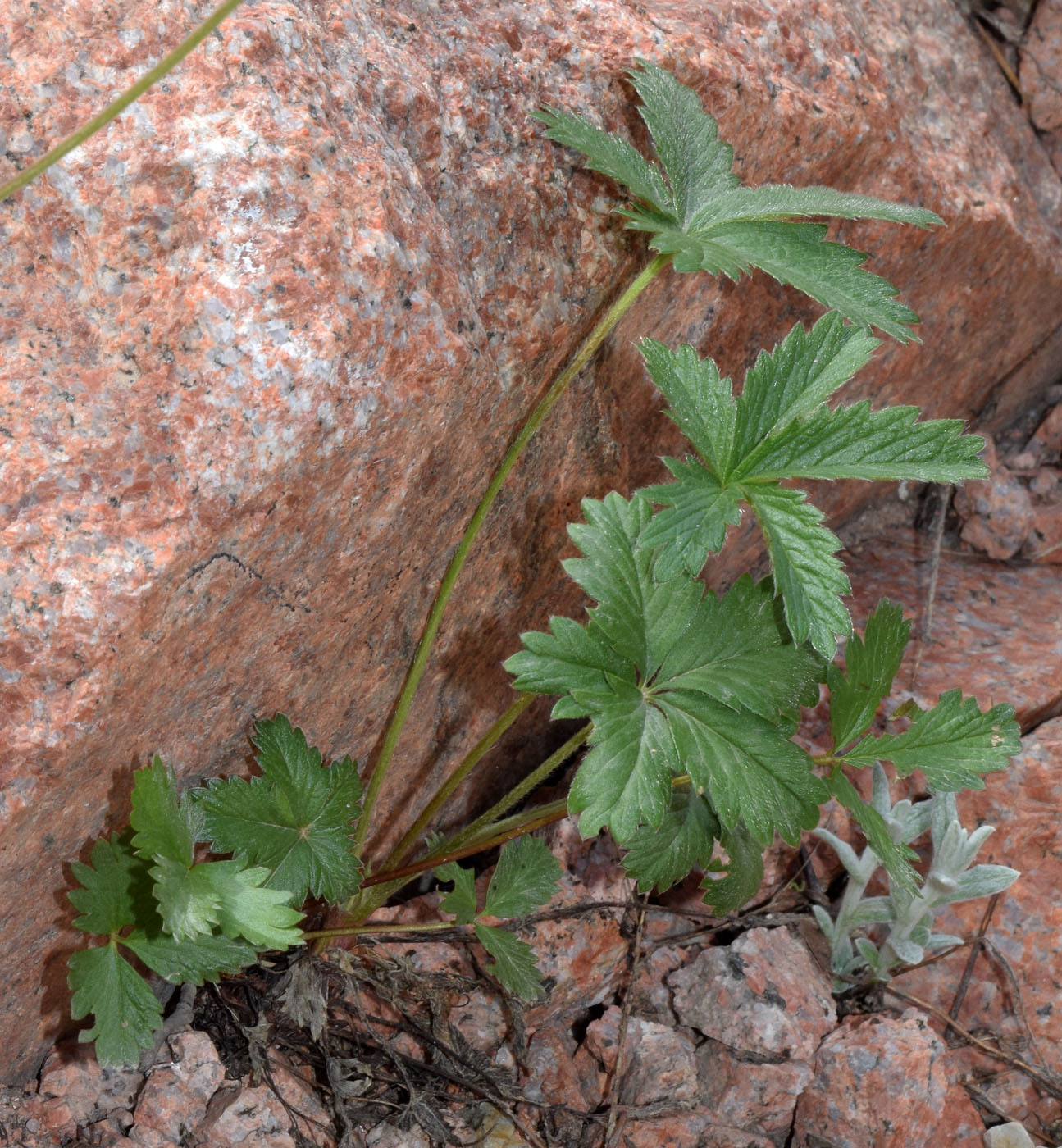 Изображение особи Potentilla asiatica.