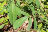 Anthyllis variety schiwereckii