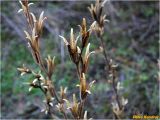 род Oenothera