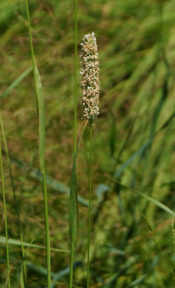 Изображение растения Phleum pratense.