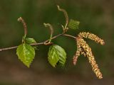 Betula platyphylla