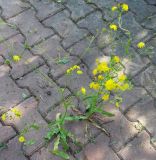 род Crepis