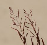 genus Agrostis. Соцветия. Иркутская обл., Осинский р-н, окр. дер. Рассвет, Братское вдхр., песчаный пляж. 04.07.2018.