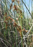 Juncus acutus