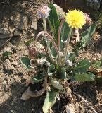 Taraxacum sonchoides