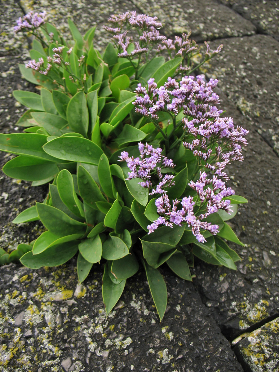 Изображение особи Limonium vulgare.