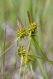 Carex flava