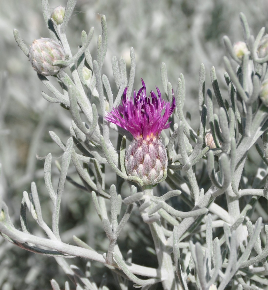 Изображение особи Centaurea akamantis.