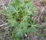 Aconitum napellus