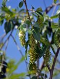 Salix pentandra