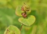 Euphorbia lucorum