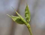 Eranthis stellata