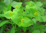 Euphorbia ambukensis. Соцветие. Красноярский край, парк \"Ергаки\", окр. Полки, кедрово-пихтовое редколесье. 10.06.2009.