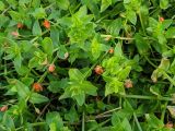 Anagallis arvensis