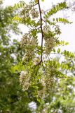 Robinia pseudoacacia