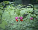 Euonymus verrucosus