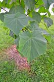 Paulownia tomentosa