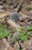 род Echinops