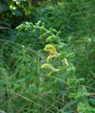 Salvia glutinosa