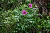 Paeonia anomala. Цветущее растение. Красноярский край, Берёзовский р-н, национальный парк \"Красноярские Столбы\", долина руч. Лалетина, опушка смешанного леса. 05.06.2022.