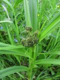 Scirpus sylvaticus