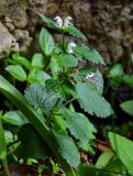 Lamium album