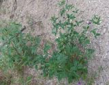 Psoralea bituminosa ssp. pontica