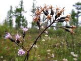 Saussurea stubendorffii