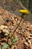 Taraxacum ostenfeldii