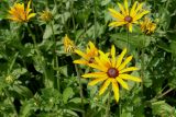 Rudbeckia fulgida разновидность deamii. Верхушки побегов с распустившимися и раскрывающимися соцветиями. Германия, г. Krefeld, в ботаническом саду. 31.07.2012.