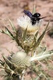 Cirsium turkestanicum