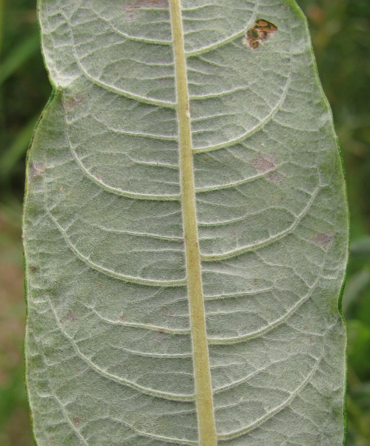 Image of Salix &times; schaburovii specimen.