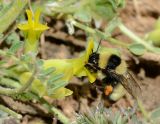 Astragalus pinetorum. Цветки с кормящейся самкой Bombus niveatus. Israel, Mount Hermon. 22.06.2012.